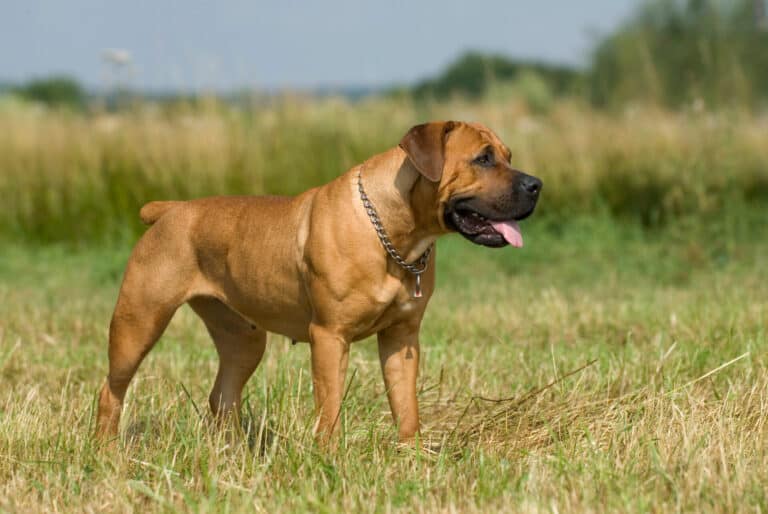 Ist der Boerboel ein Listenhund und gefährlich?