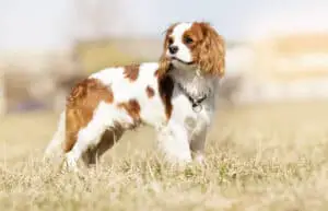 Cavalier King Charles Spanielsind schöne Hunde