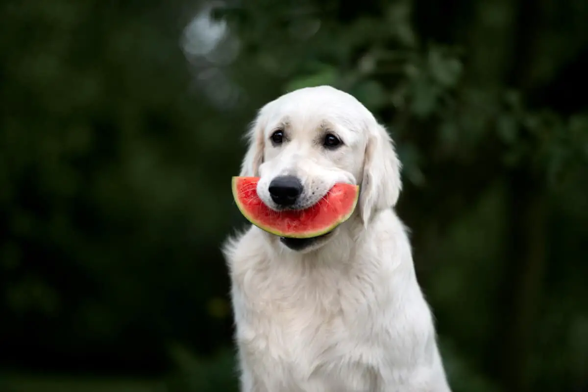 Dürfen Hunde Wassermelone essen? - Die-Hunde.com