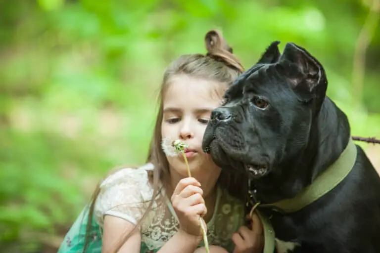 Ist der Cane Corso ein Familienhund und kinderlieb?