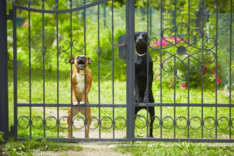 Wie du deinem Hund das Bellen am Gartenzaun abgewöhnst!