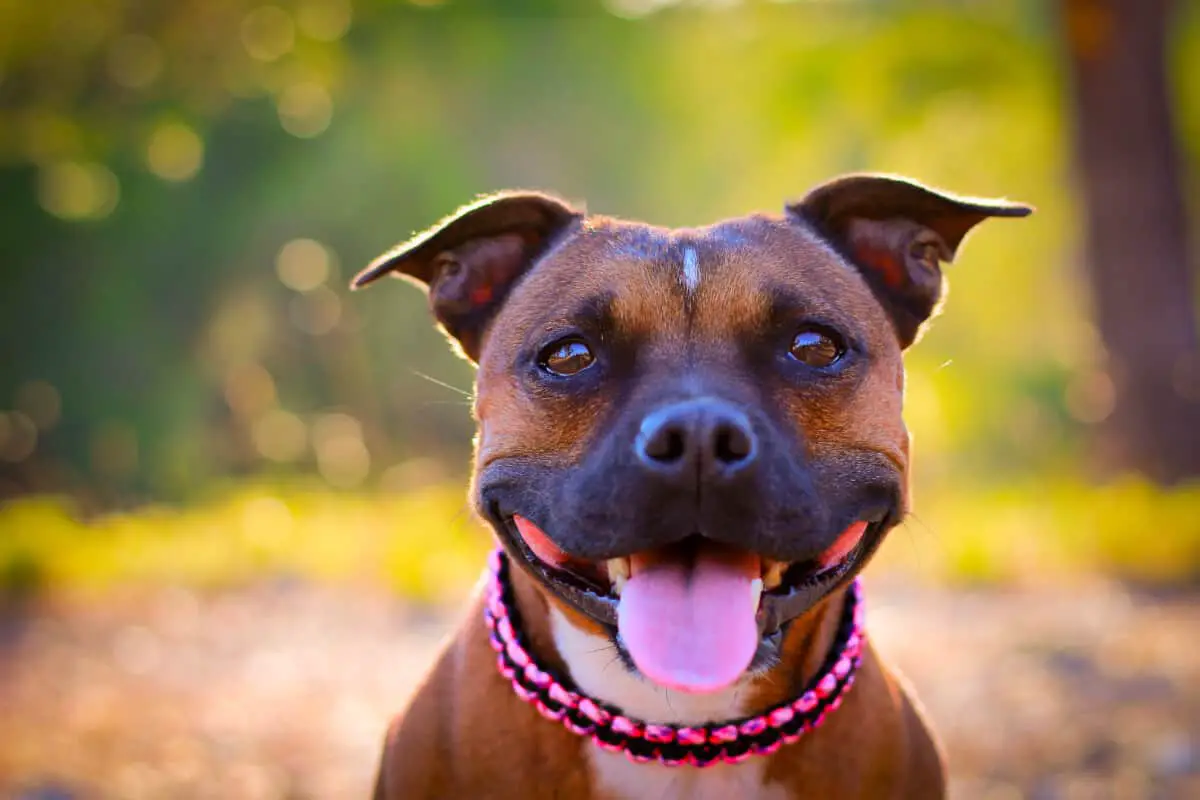 Ist Staffordshire Bullterrier Familienhund? - Die-Hunde.com