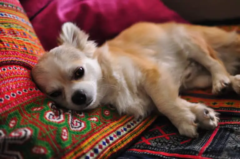 Warum schläft mein Chihuahua so viel?
