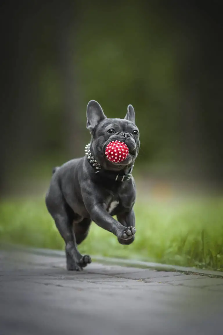 15 Beliebte Kurzhaar Hunderassen! (Bilder + Beschreibung)