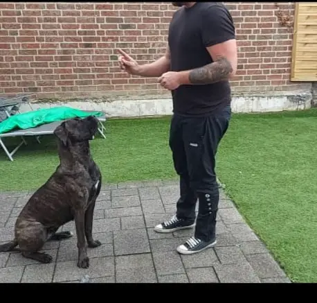sol alias uld Wie du deinem Hund Stop beibringen kannst! - Die-Hunde.com