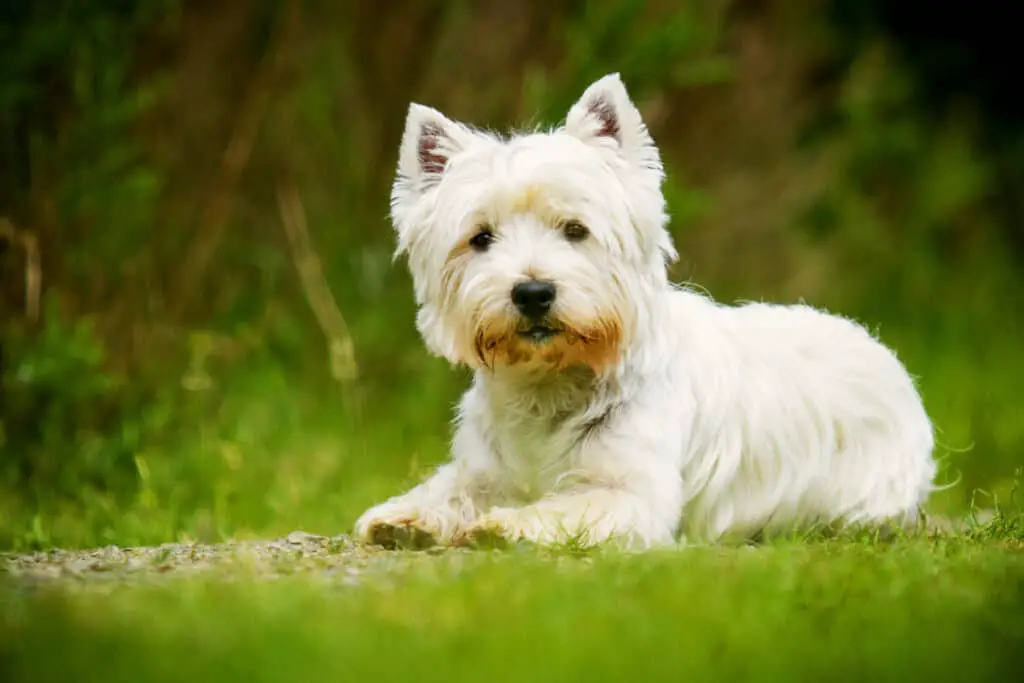 West Highland Terrier oder Malteser