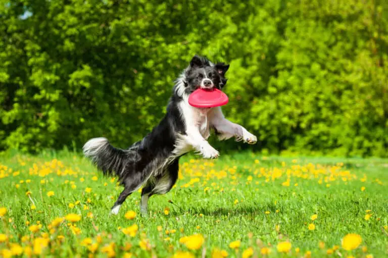 Hunde Frisbee für Anfänger