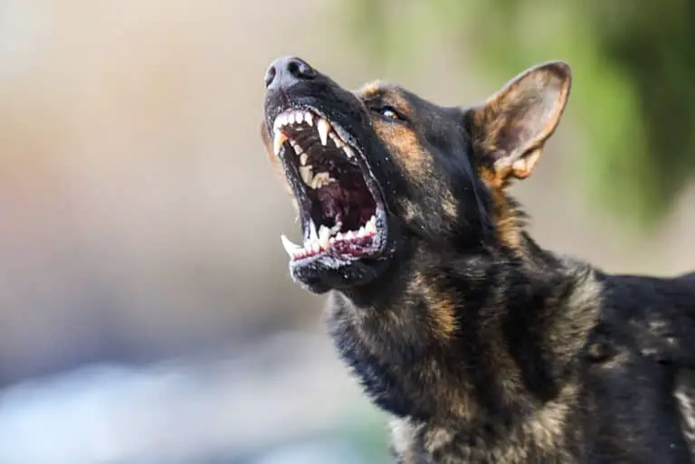Ist ein Deutscher Schäferhund gefährlich? (was du wissen solltest)