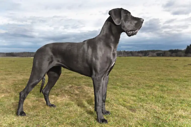 Wie groß und schwer wird eine Deutsche Dogge?