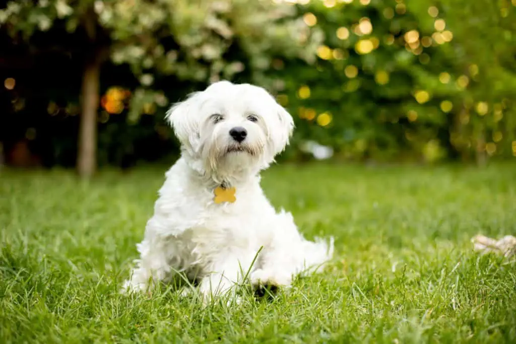 der Malteser ist eine schöne weiße Hunderasse