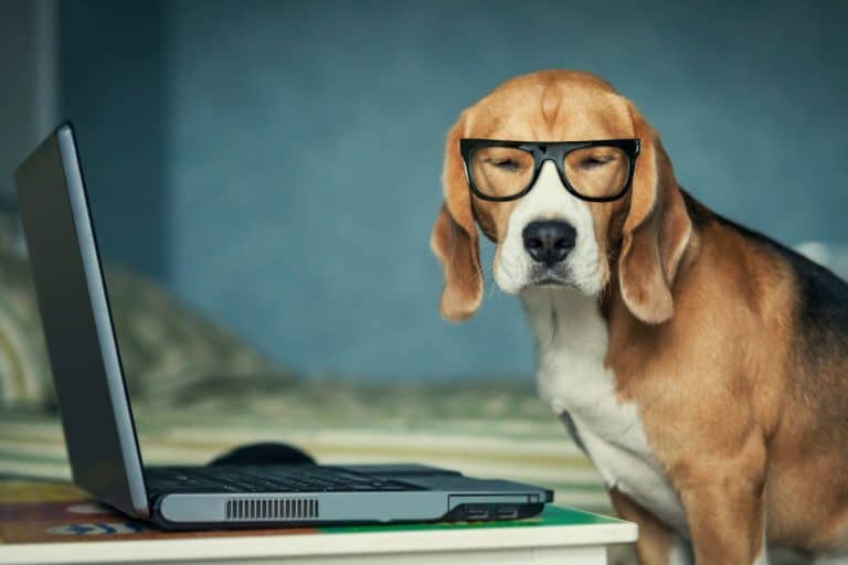 Die Besten Online Hundeschulen im Test (2023)