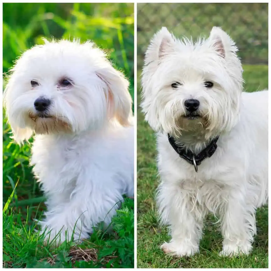 Malteser oder West Highland White Terrier